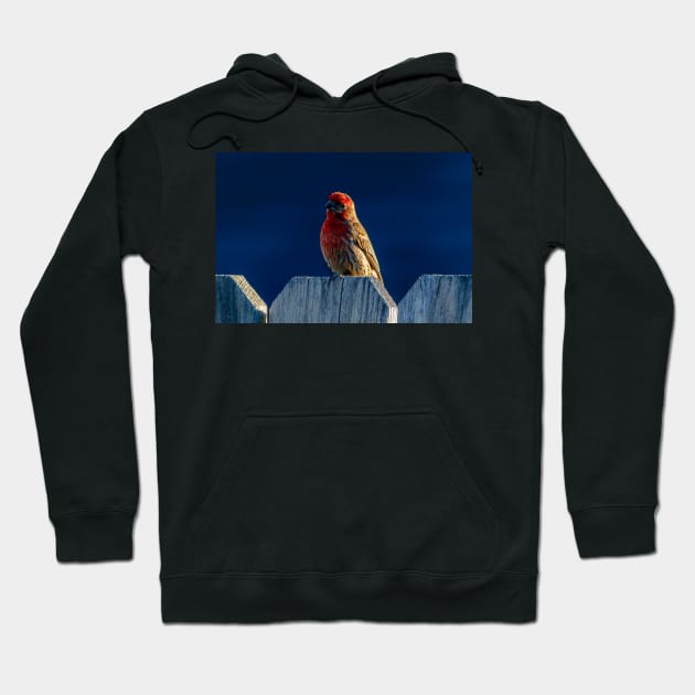 Red House Finch Hoodie by blossomcophoto